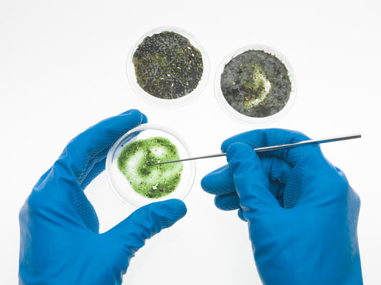 Mold Testing Kit- 6 simple mold detection tests, tests bathrooms, basements, surfaces, and more.